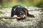 gnawing Australian Shepherd