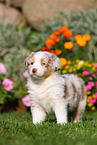 Australian Shepherd Puppy