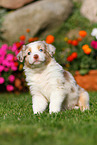 Australian Shepherd Puppy