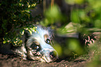 Australian Shepherd Puppy