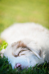 Australian Shepherd Puppy