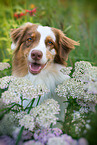 Australian Shepherd Portrait