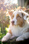 lying Australian Shepherd