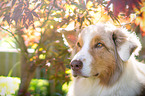 Australian Shepherd Portrait