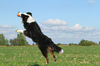 jumping Australian Shepherd