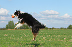 jumping Australian Shepherd