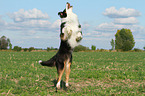 jumping Australian Shepherd