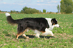 walking Australian Shepherd