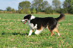 walking Australian Shepherd