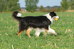 playing Australian Shepherd