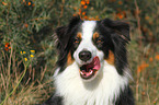 Australian Shepherd Portrait