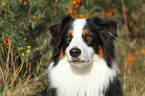 Australian Shepherd Portrait