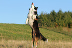 jumping Australian Shepherd