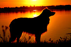 standing Australian Shepherd