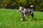 playing Australian Shepherd