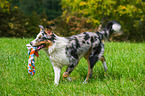 playing Australian Shepherd