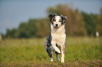 running Australian Shepherd