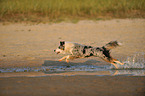 running Australian Shepherd