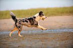 playing Australian Shepherd