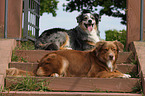 2 Australian Shepherds