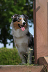 sitting Australian Shepherd