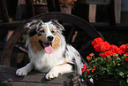 lying Australian Shepherd