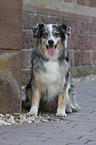 sitting Australian Shepherd