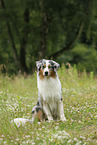 sitting Australian Shepherd