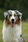 Australian Shepherd Portrait