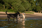 2 dogs