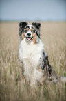 sitting Australian Shepherd