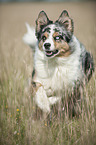 Australian Shepherd