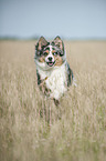 Australian Shepherd