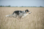 Australian Shepherd