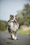 Australian Shepherd