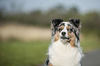 Australian Shepherd Portrait