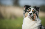 Australian Shepherd Portrait