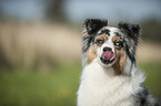 Australian Shepherd Portrait