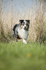 Australian Shepherd