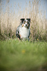 Australian Shepherd