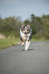 running Australian Shepherd