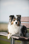 lying Australian Shepherd