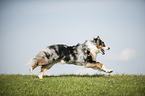 running Australian Shepherd