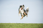 playing Australian Shepherd