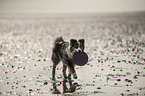 playing Australian Shepherd