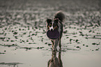 playing Australian Shepherd