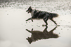 running Australian Shepherd