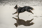 running Australian Shepherd