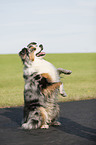 begging Australian Shepherd