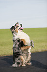 begging Australian Shepherd